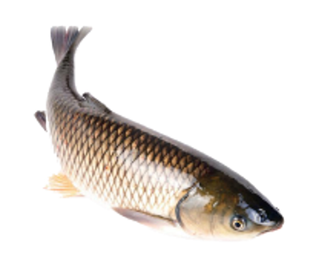 Изображение для категории Рыба и морепродукты