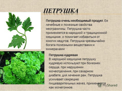 Изображение Петрушка"Приправочка" р